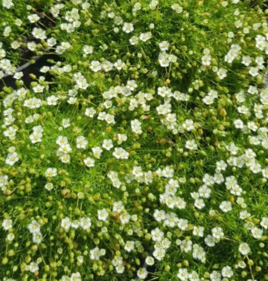 Sagina Irish Moss ,low growing evergreen perennial that forms dense mats of evergreen foliage . Good spreading on banks or beds . Happy spreading between pavers and stone