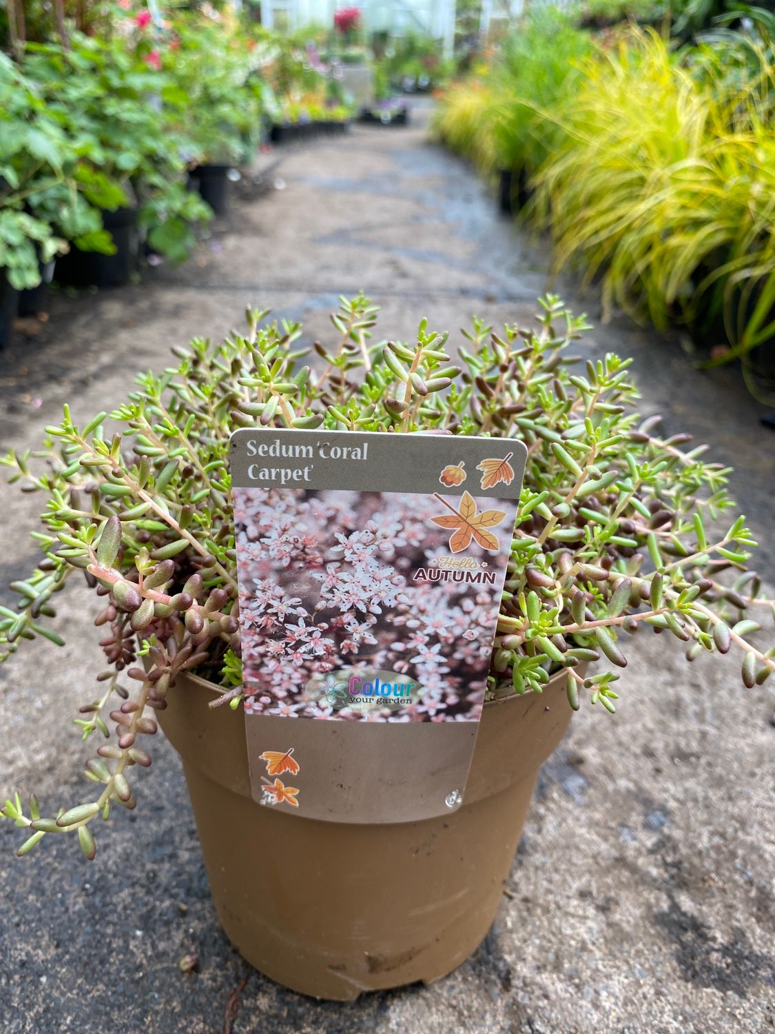 Sedum Coral Carpet
