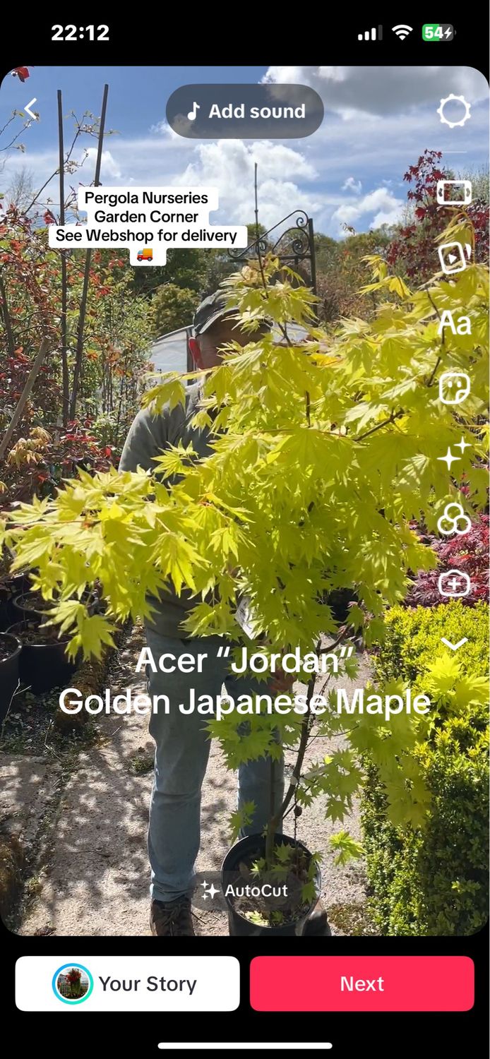 Acer - Japanese Maple Jordan (LARGE SIZE ) Acer “Jordan” ,Golden Japanese Maple - happy in pots or sheltered spot in beds . Golden foliage in summer and stunning autumn foliage colours.