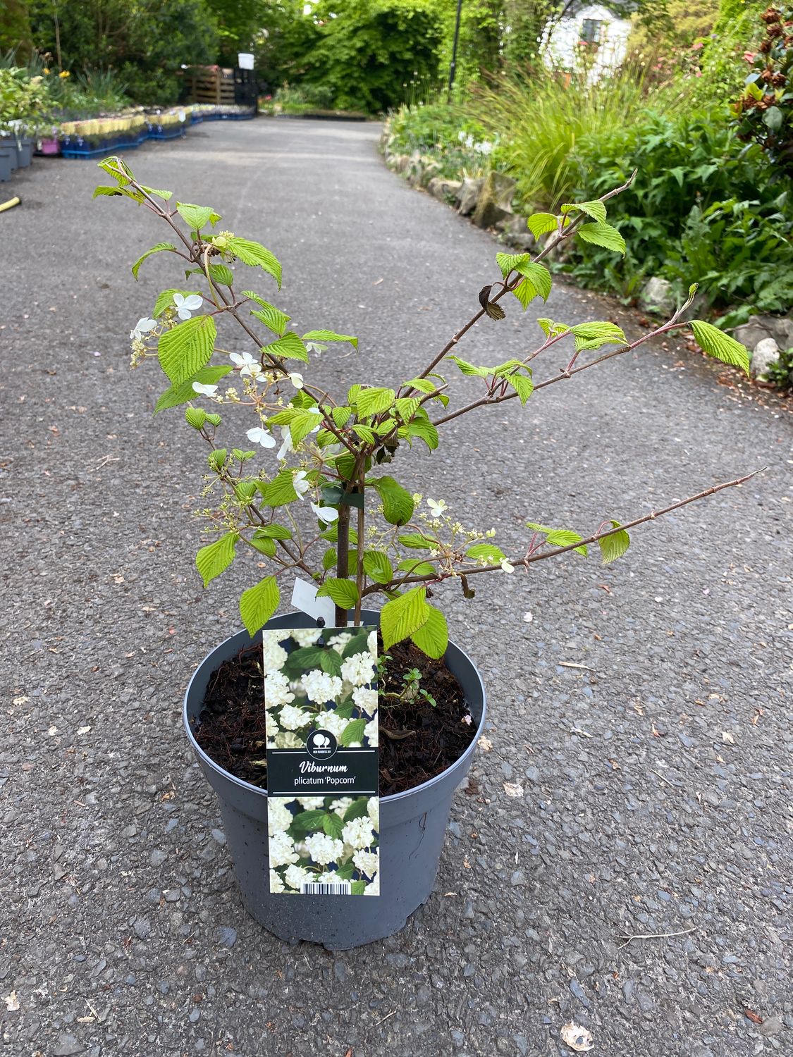 Viburnum Popcorn VIBURNUM “ POPCORN “ easy to grow tough shrub. Smothered in white popcorn like flowers in late spring/early summer followed by red autumn foliage