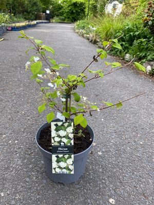 Viburnum Popcorn VIBURNUM “ POPCORN “ easy to grow tough shrub. Smothered in white popcorn like flowers in late spring/early summer followed by red autumn foliage