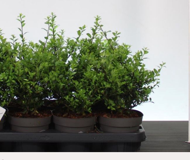 Holly Box Hedging Bushy 20 Cm
