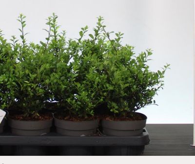 Holly Box Hedging Bushy 20 Cm