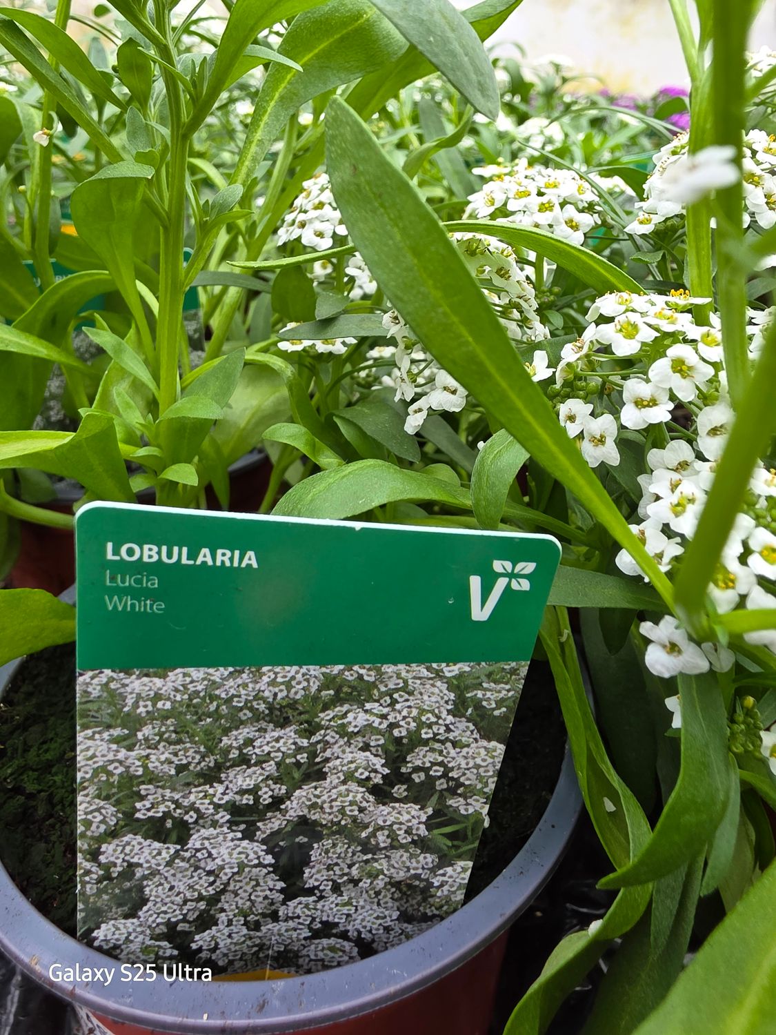 Lobularia Lucia White