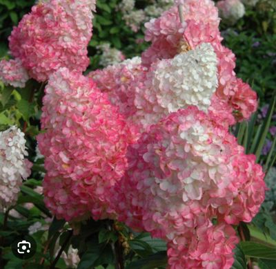Hydrangea Living Pinky Promise Mini Tree