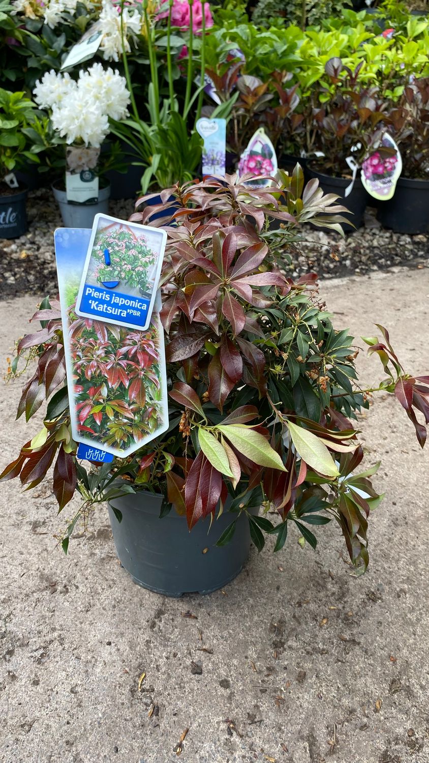 Pieris Japonica Katsura