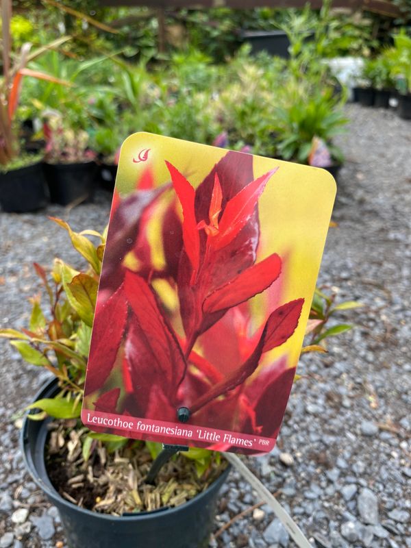 Leucothoe 'Little Flames'