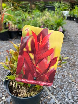 Leucothoe 'Little Flames'