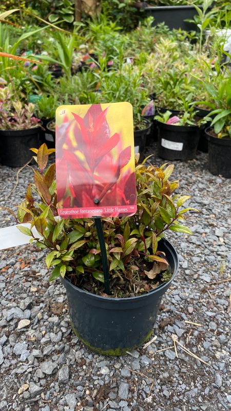 Leucothoe 'Little Flames'