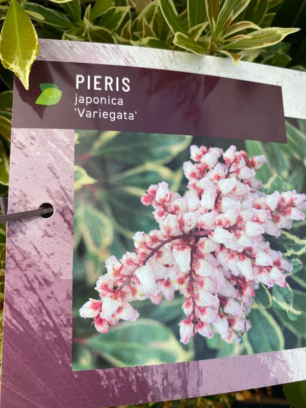 Pieris japonica 'Variegata' Golden King ,Hardy Evergreen Shrub ..colourful foliage and lily of the valley like nodding white bell like flowers. Good in pots or beds . Extra strong bushy plants Pieris japonica 'Variegata' Golden King ,Hardy Evergreen Shrub ..colourful foliage and lily of the valley like nodding white bell like flowers. Good in pots or beds . Extra strong bushy plants