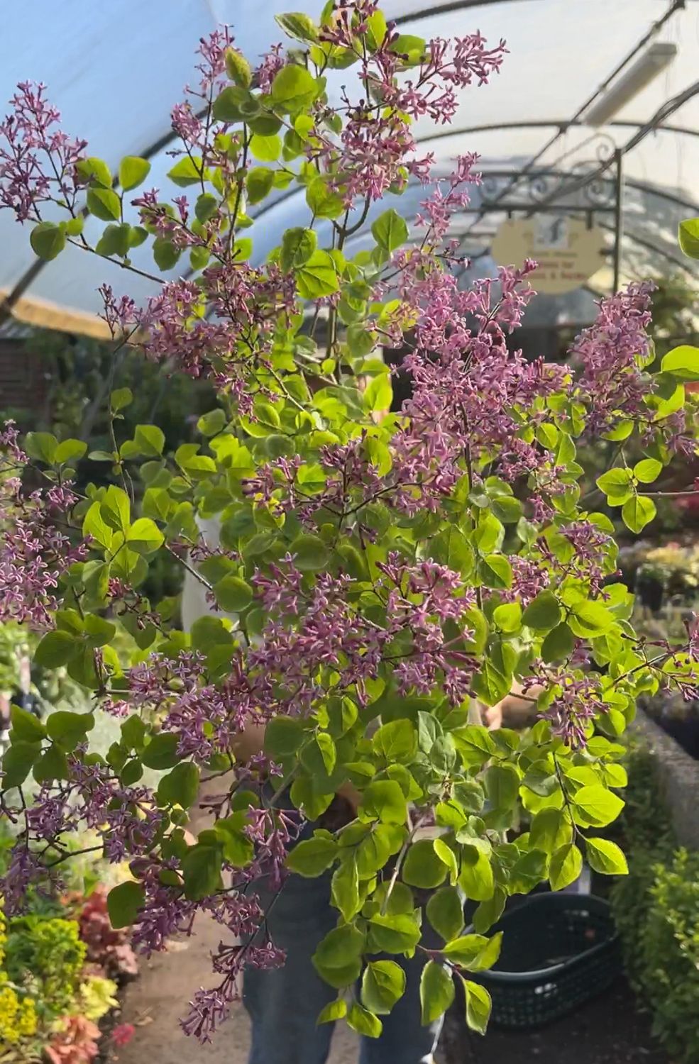 Lilac &#39;Bloomerang&#39; - Mini Tree