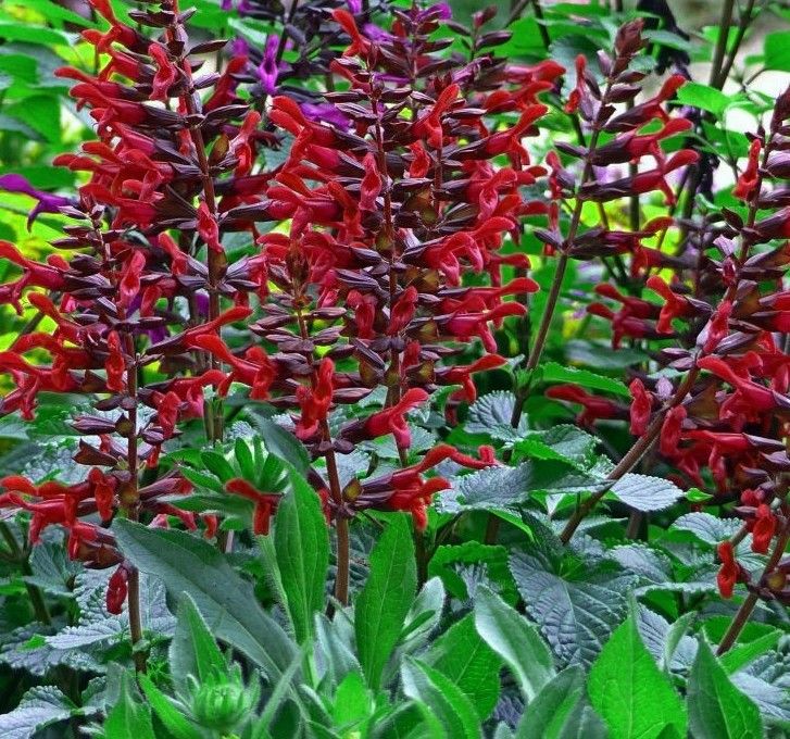 Salvia Rockin Red Flamingo