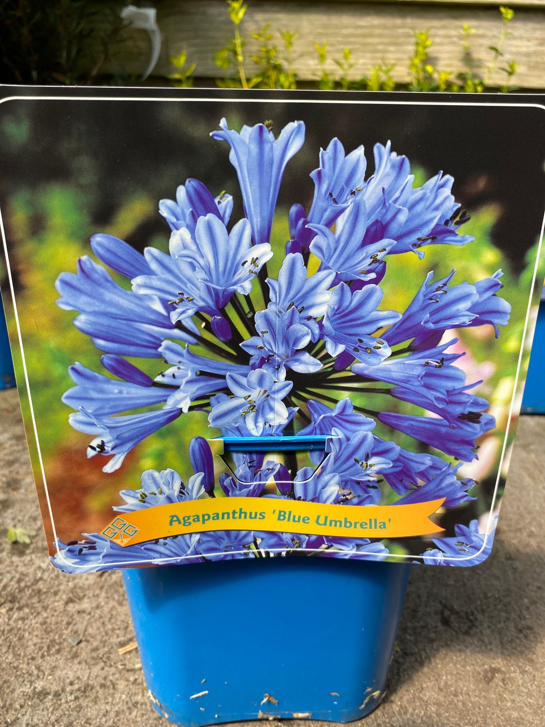 Agapanthus Blue Umbrella