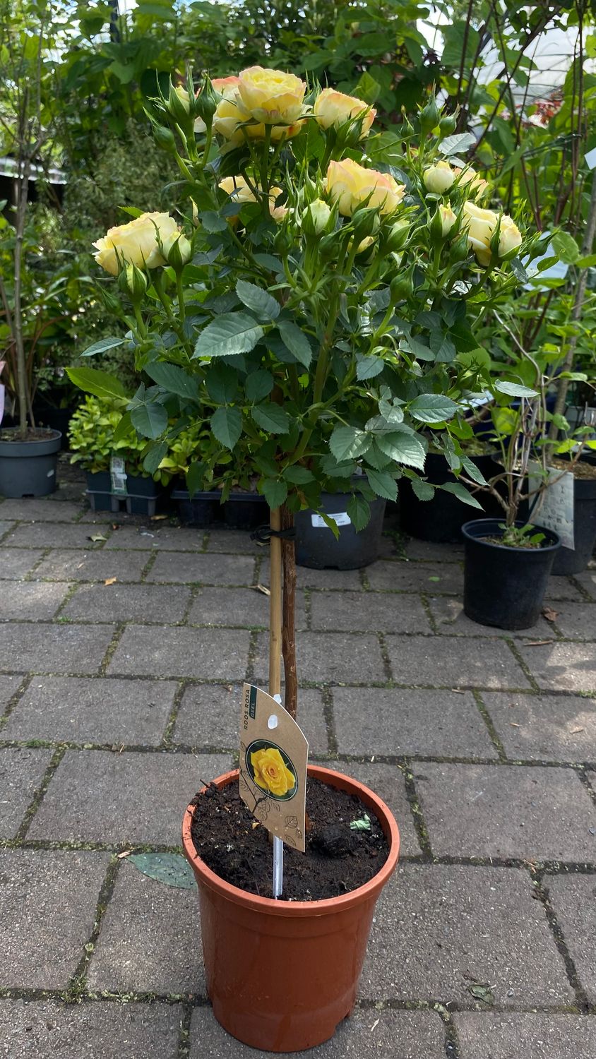 Mini Standard Rose Yellow &#39;New Masquerade&#39; MINI ROSE TREE”NEW MASQUERADE “ flowers from May until October. Winter hardy and tough . Good in pots or beds . Planting time is from now .
