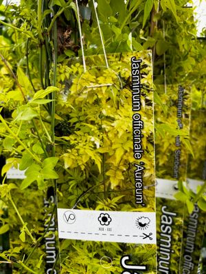 6 Foot Large ...FRAGRANT JASMINE SUNBEAM ..climber for wall ,fence or arch . White fragrant flowers for months over colourful golden foliage . Plant in a sunny and free draining spot