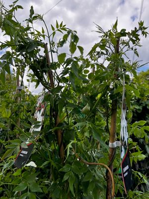 6 Foot Large Jasmine officinale - white flowering jasmine