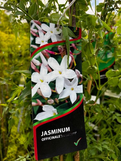 6 Foot Large Jasmine officinale - white flowering jasmine ..climber for wall ,fence or arch . White fragrant flowers for months in summer . Good in large pots or beds .