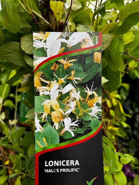 Honeysuckle - Lonicera japonica &#39;Hall&#39;s Prolific&#39; (XL Size)