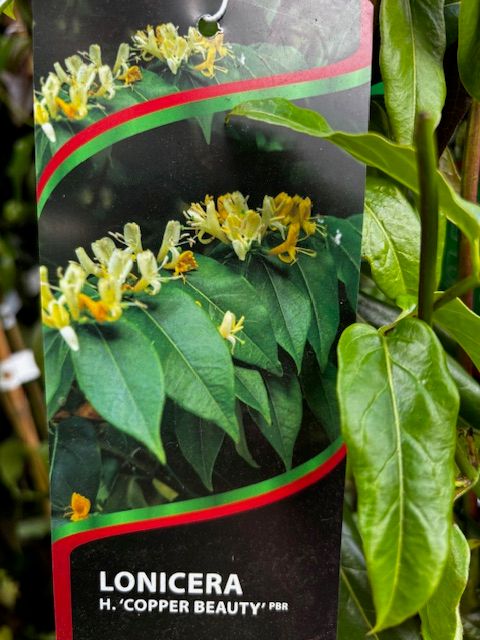 ,Lonicera henryi &#39;Copper Beauty&#39; (XL ) HONEYSUCKLE “COPPER BEAUTY “ Evergreen climber for wall ,fence or arch . Colourful foliage in spring..yellow /orange fragrant flowers