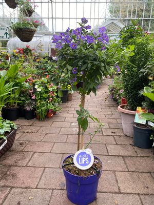 Solanum Rantonetti (Potato Tree) Blue Velvet on Stem perfect for pots ..flowers from May until October.
