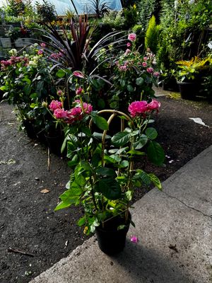&#39;Pink Select&#39; Climbing Rose
