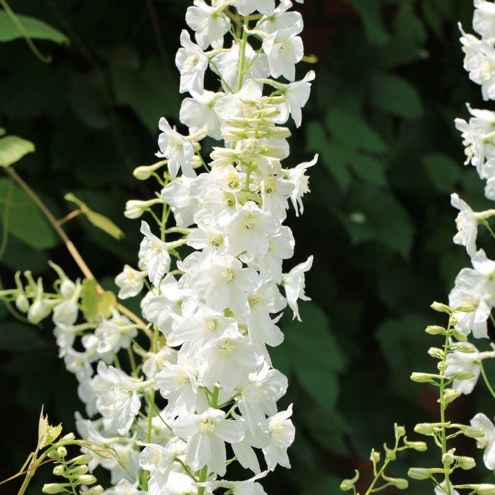 Delphinium Galahad