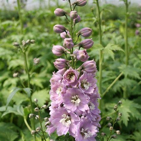 Delphinium Pacific Astolat