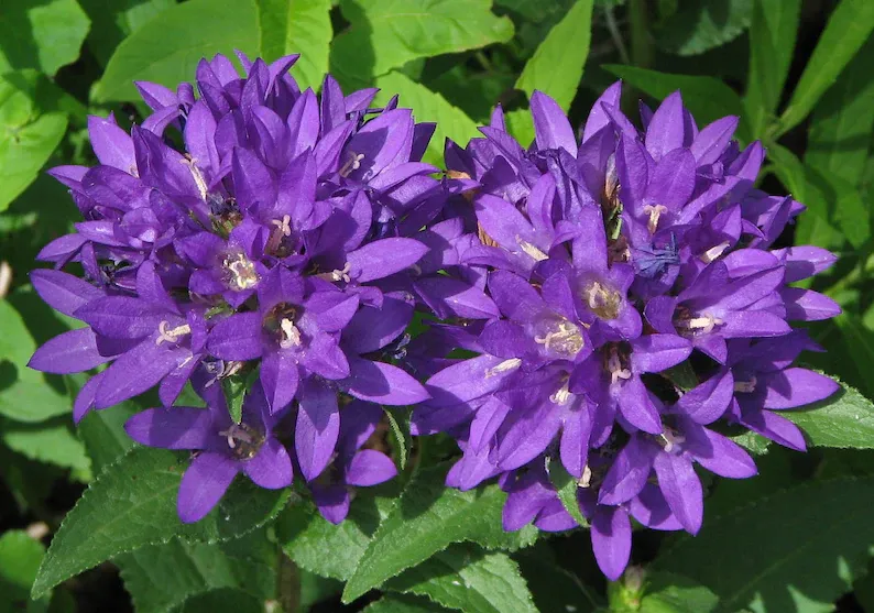 Bellflowers ,Campanula Superba