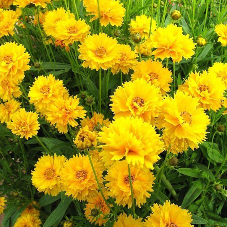 Coreopsis Grandiflora &#39;Early Sunrise&#39;