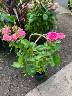 Lovely Pink ,Climbing Rose CLIMBING ROSE “Lovely Pink” flowers from June until October. Perfect for wall fence or arch Planting time is from now . Good in pots or beds .