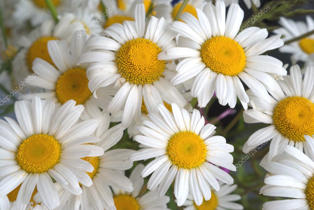 Leucanthemum SHASTA DAISY Ohh La La ..flowers for months and lasts for years . Good in sun or half shade . Happy in beds or pots