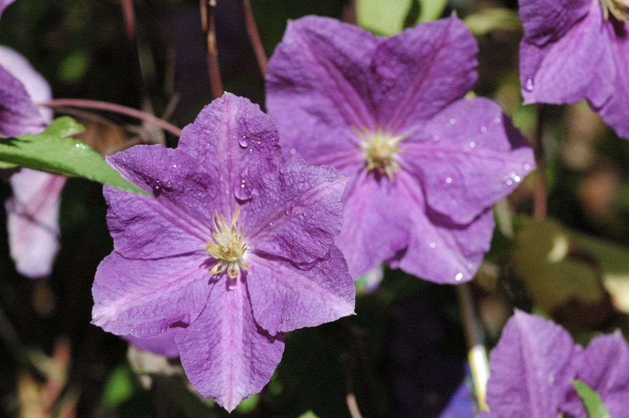 Clematis &#39;VICTORIA&#39;
