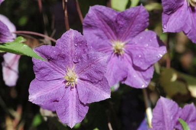 Clematis &#39;VICTORIA&#39;