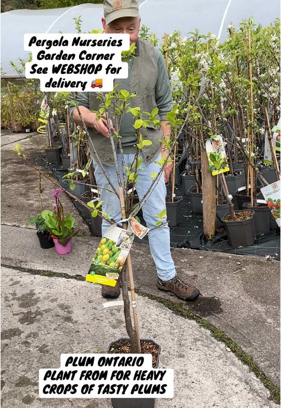 'Golden Plum Ontario ,- Self Pollinating Plum For Pots Or Beds Covered with clusters of dainty, white blossoms in early spring forming greenish-yellow fruit with a sweet flavour