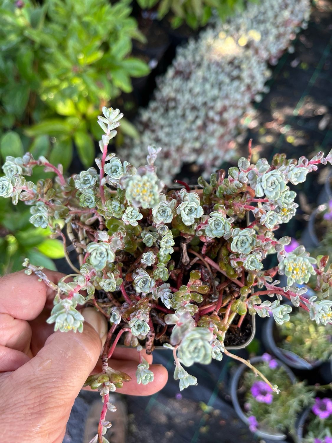 Sedum Silver king Yellow flowers over silver foliage with a hint of purple . Good in pots ,beds rockeries
