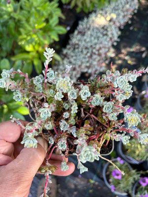 Sedum Silver king Yellow flowers over silver foliage with a hint of purple . Good in pots ,beds rockeries