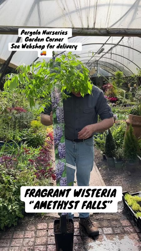 WISTERIA AMETHYST FALLS long flowering Ideal for wall fence or arch . Fragrant purple /blue flowers in long racemes