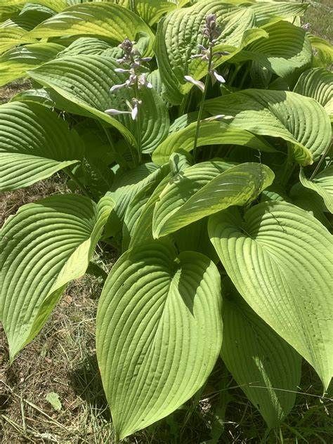 Hosta T-Rex enormous leaves and white flowers in summer . Good in pots or beds