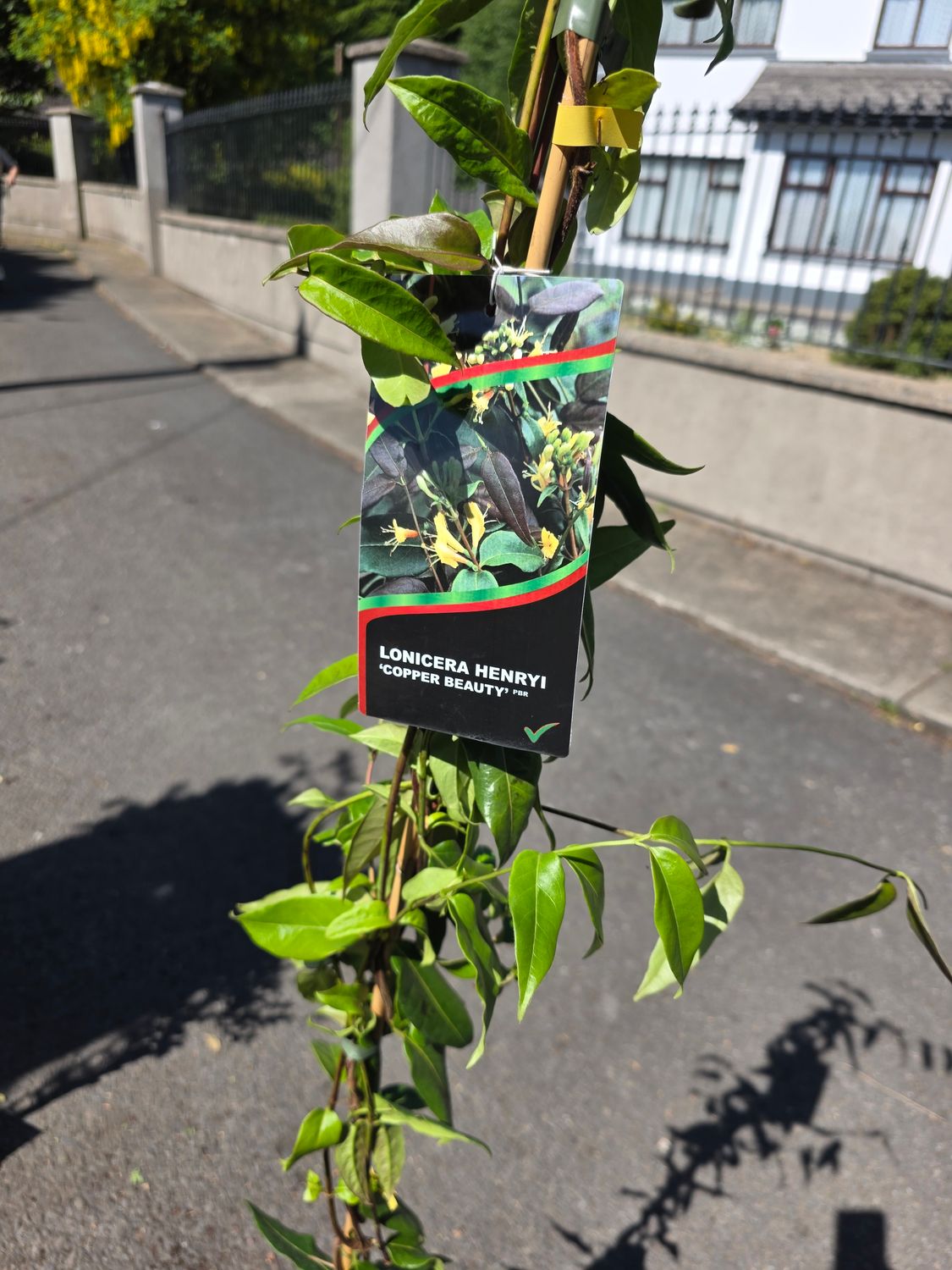 LONICERA Henryi &quot;Cooper Beauty&quot;