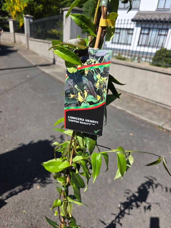 LONICERA Henryi "Cooper Beauty"