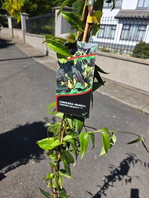 LONICERA Henryi &quot;Cooper Beauty&quot;