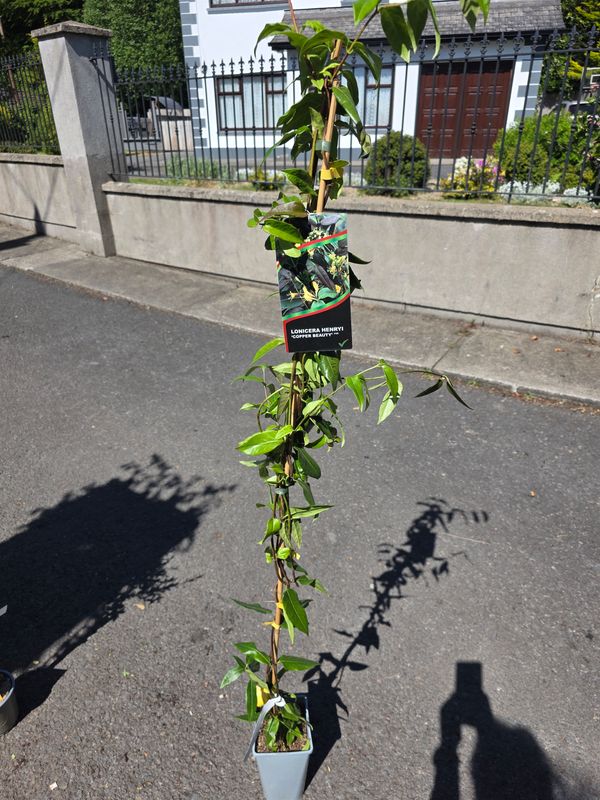 LONICERA Henryi "Cooper Beauty"