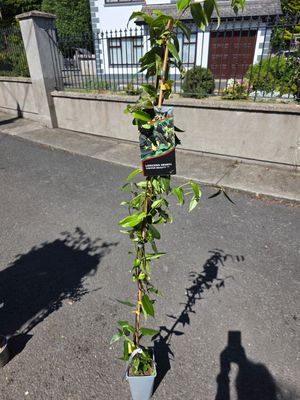 LONICERA Henryi "Cooper Beauty"