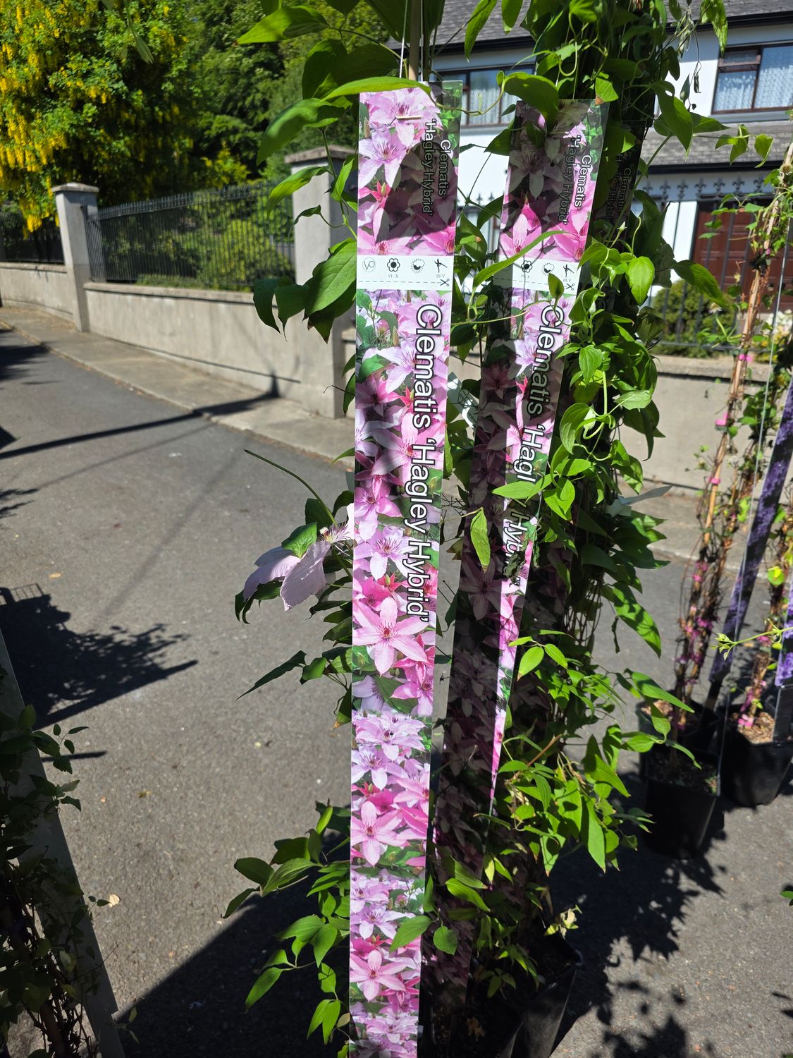 Clematis &quot;Hagley Hybrid &quot;