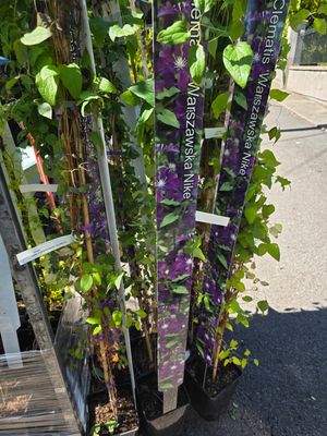 Clematis &quot;Warzawska Nike&quot;