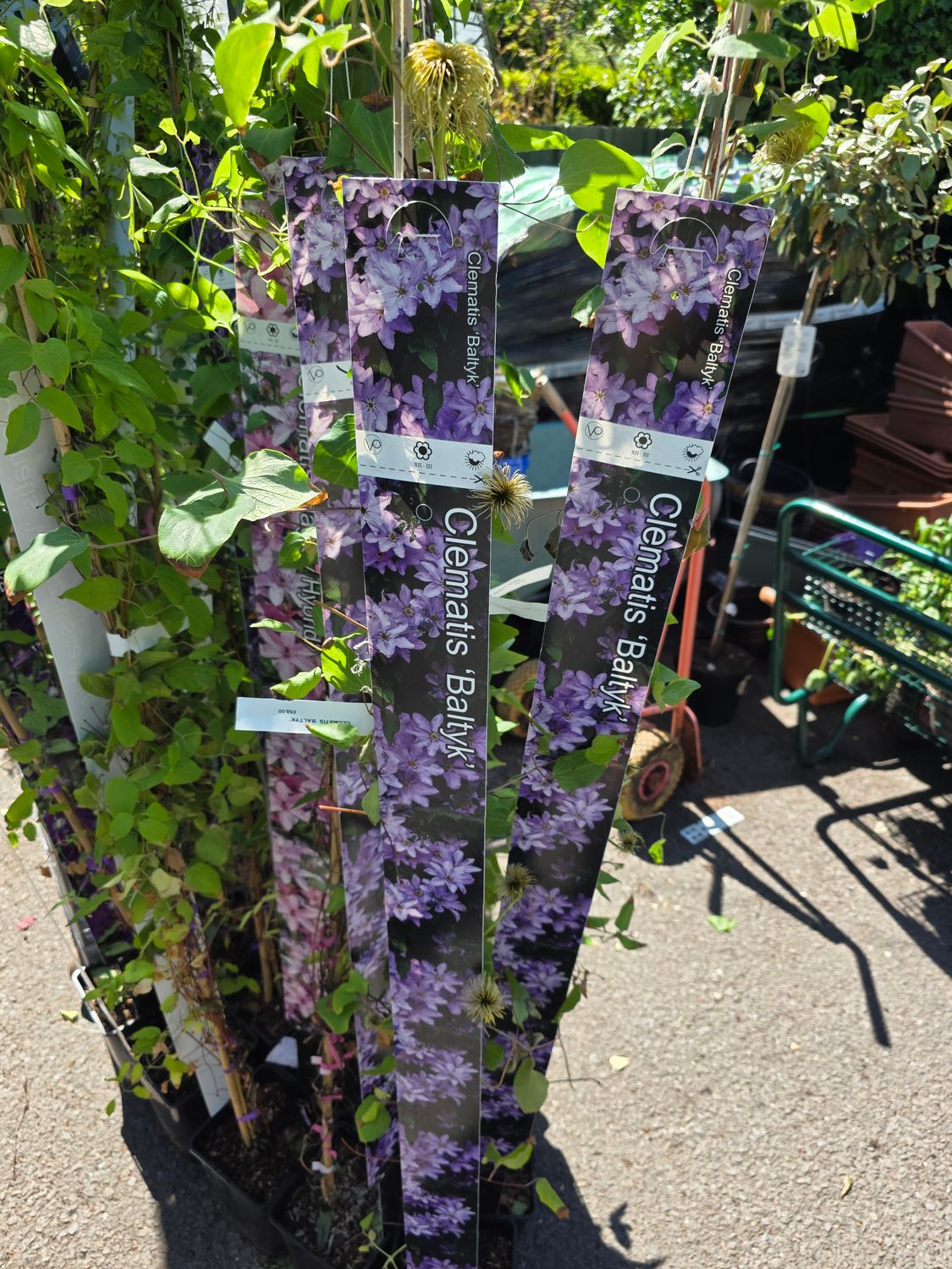 Clematis &quot;Baltyk&quot;
