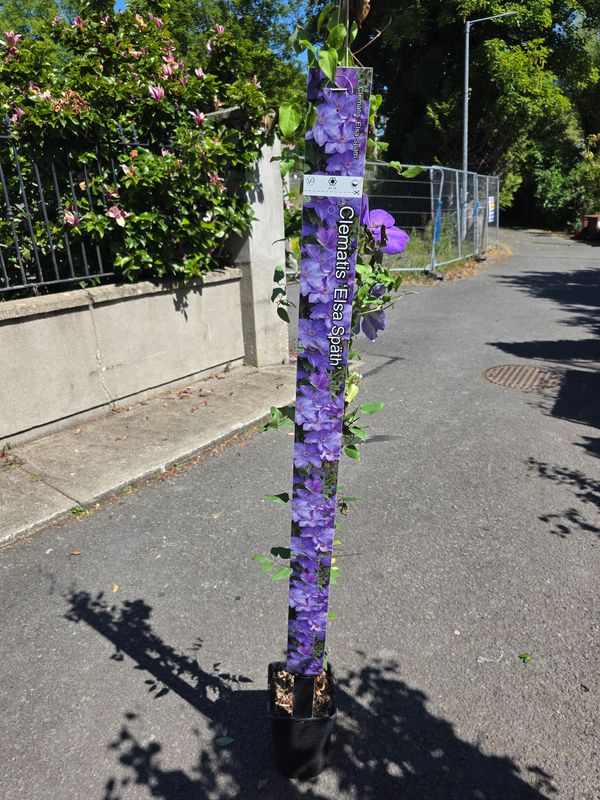 Clematis "Elsa Spath"