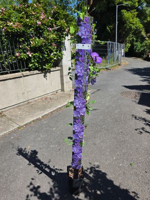 Clematis &quot;Elsa Spath&quot;