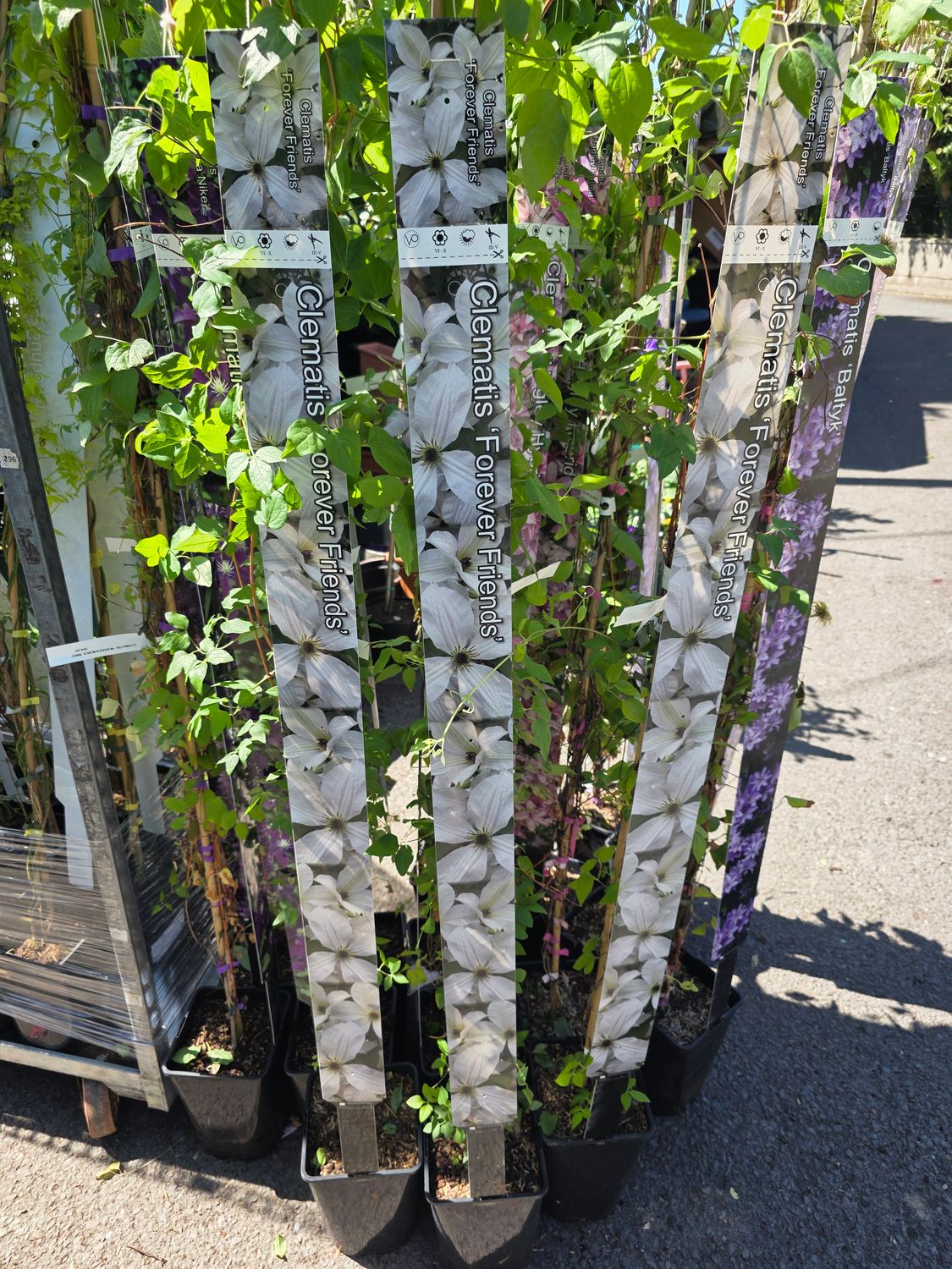 Clematis &quot;Forever Friends &quot;
