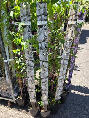 Clematis &quot;Forever Friends &quot;